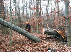 One of several chainsaw experts who generously donated time to GSWA's Thanksgiving weekend workday.