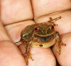 Chorus frog (Pseudacris crucifer). Photo by Ari Kaufman, March 2013