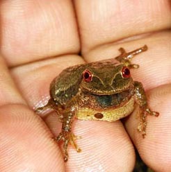 Chorus frog (Pseudacris crucifer). Photo by Ari Kaufman, March 2013