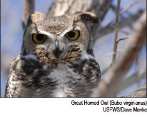 Great Horned Owl