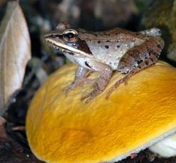 Wood Frog (Rana sylvatica) photo by Blaine Rothauser