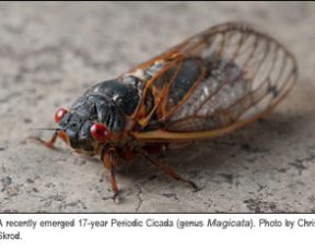 17-year Periodic Cicada. Photo by Chris Skrod.