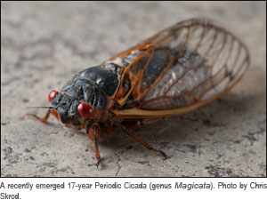 17-year Periodic Cicada. Photo by Chris Skrod.