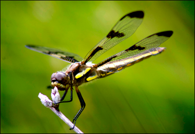 "Untitled," by Peri Levine, Bedminster, NJ. Copyright ©2013 Great Swamp Watershed Association.