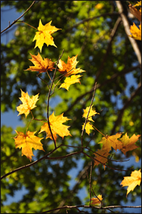 Yellow maple leaves