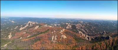 A view of trees damaged by black mountain beetles (Dendroctonus ponderosae) in the Black Hills National Forest in South Dakota. Credit: flickr.com (Chris M. Morris CC Attribution).