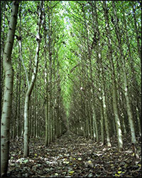 Hybrid poplar trees (Genus: Populous) like those shown being farmed in this photograph are often used for phytoremediation. Phytoremediation addresses environmental issues through the use of plants capable of mitigating pollution without the need to excavate contaminated material. Credit: National Renewable Energy Laboratory.