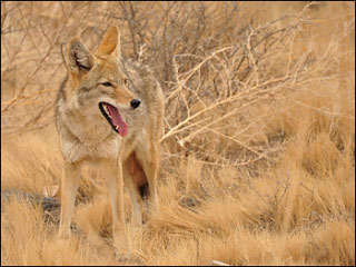 Coyote, Canis latrans. Credit: flickr.com/~Shanth