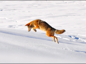 Coyote pounce. Credit flickr.com/JustinJensen