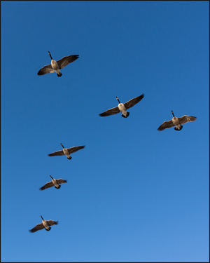 Formation of Canada Geese. Credit: Flickr.com/donjd2 (Don DeBold)