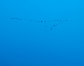 Geese in flight over NJ. Credit: Ann Campbell
