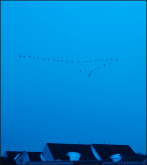 Geese in flight over NJ. Credit: Ann Campbell