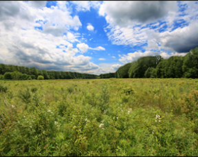 The panoramic landscape at the Great Swamp National Wildlife Refuge. Credit: A. Kaufman, 2011