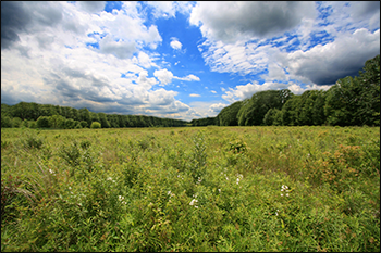 The panoramic landscape at the Great Swamp National Wildlife Refuge. Credit: A. Kaufman, 2011
