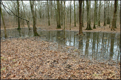 One of the vernal pools at GSWA's Conservation Management Area (CMA) in Harding Township, NJ.