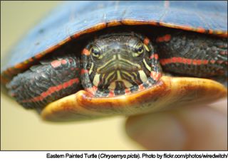 Eastern Painted Turtle