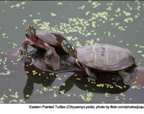 Eastern Painted Turtles