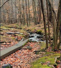 The headwaters of Primrose Brook