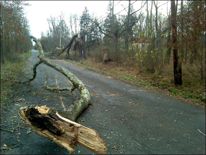 Trees downed by Hurricane Sandy line a road through New Jersey's Great Swamp. Credit: Dave Sagan/USFWS