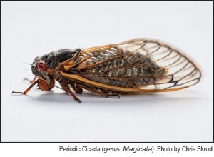 Periodic Cicada. Photo by Chris Skrod.