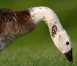 Piebald Canada Goose. Photo by Blaine Rothauser