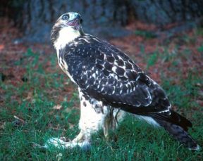 Red Tailed Hawk On Squirrel B Rothauser