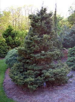 Red Spruce