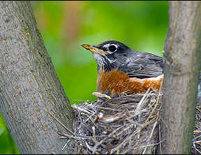 American Robin by William H. Majoros (Wikimedia.org - CC share alike)