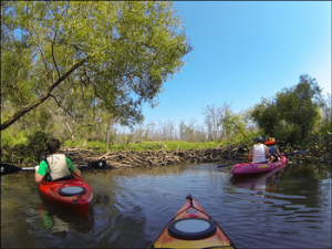 A beaver dam on the Passaic River upstream of Fisherman’s Parking Lot during low-water levels in August 2014. Rain can raise the water level, making it possible to kayak over the dam, but can also mean a higher risk of exposure to pathogens. Credit: GSWA/L. KelmCredit: GSWA/L. Kelm