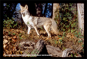 Coyote (Canis latrans). Copyright © Blaine Rothauser. All rights reserved. Used with permission.