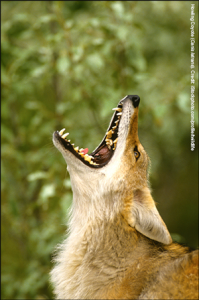 Howling Coyote. Credit: iStockphoto.com/profile/twildlife
