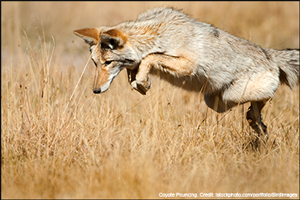 Coyote Pouncing. Credit: iStockphoto.com/portfolio/BirdImages