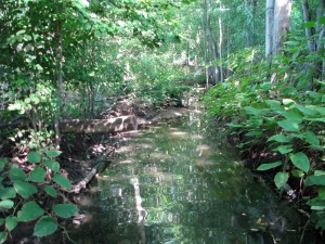 View of Loantaka Brook upstream from the culvert at LBE. (photo taken on 8/27/2015)