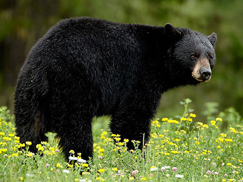 black bears jersey