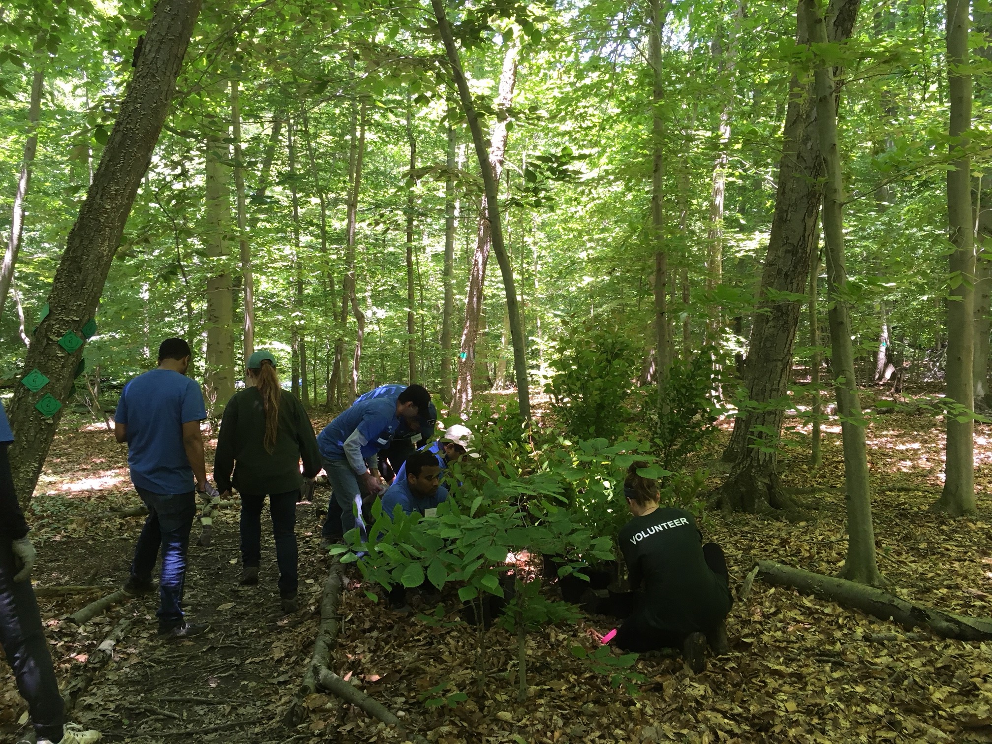 Volunteers removing invasive plants