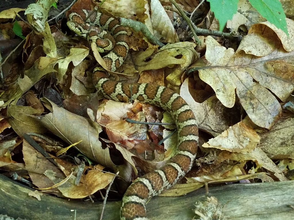 milksnake, beautiful native reptile, conservation