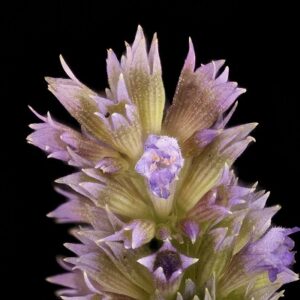 Agastache by Sam Droege