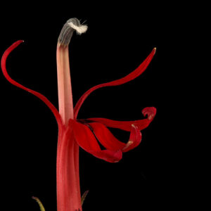 Lobelia cardinalis, cardinal flower by Sam Droege