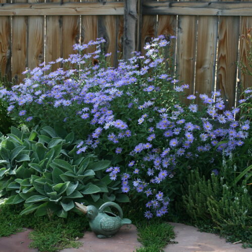 Small Garden Kit GSWA