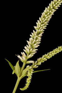 Culver's Root Veronicastrum virginicum by Sam Droege