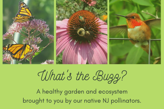 What's the Buzz_website graphic - GSWA