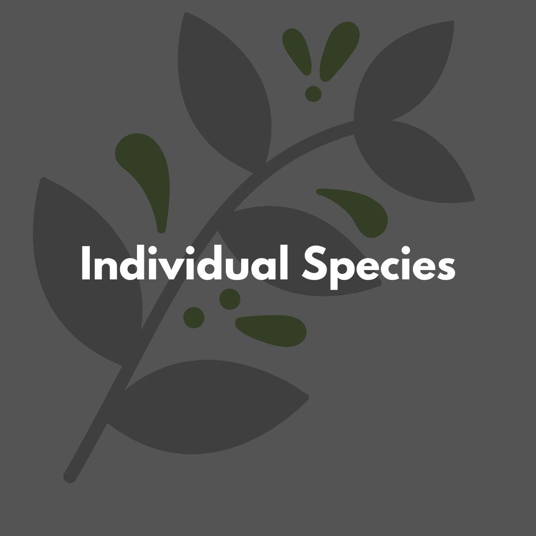 GSWA Individual Species Plugs