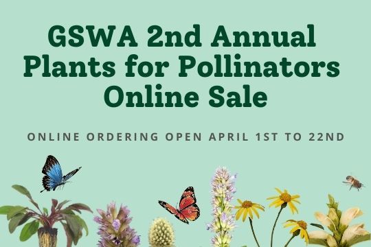 GSWA 2nd Annual Plants for Pollinators Online Sale