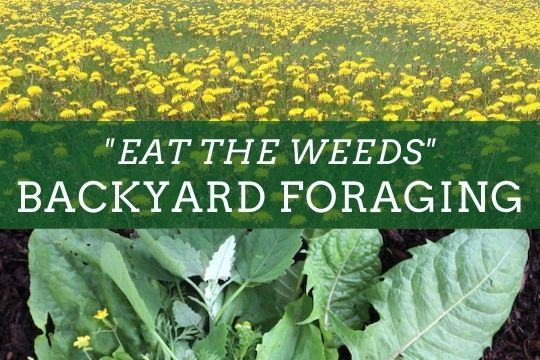 Evening Briefing: "Eat the Weeds" Backyard Foraging