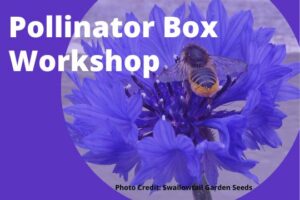 Website Event-Pollinator Box Workshop