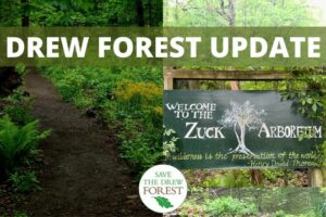 Drew Forest Update