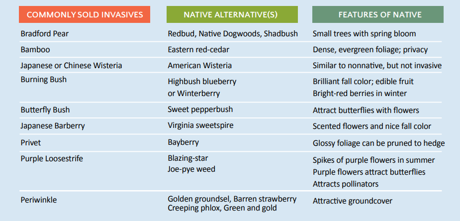 Native Plants for the Small Yard-8