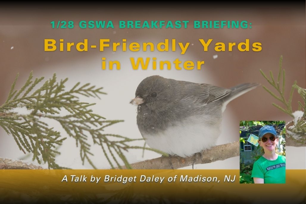 Bird-Friendly Yards in Winter